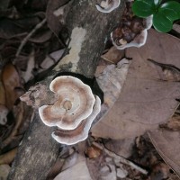Stereaceae